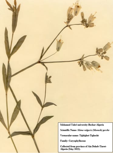 Silene vulgaris