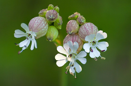 Silene vulgaris subsp. angustifolia
