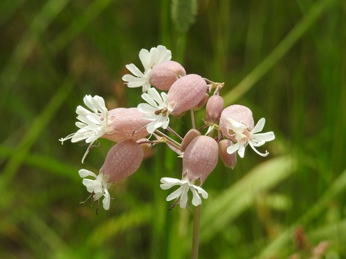 Silene vulgaris subsp. angustifolia — photo