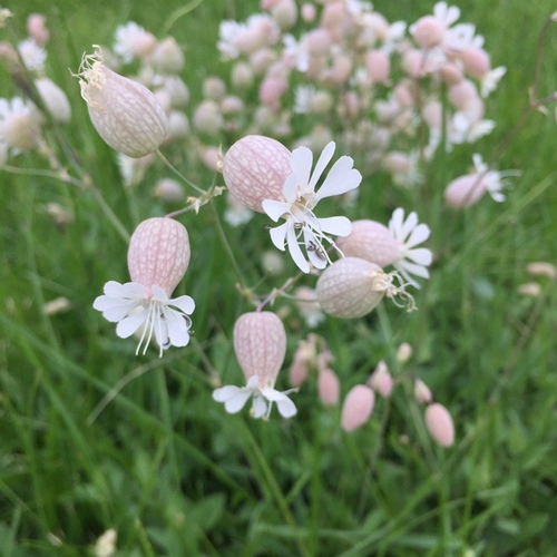 Silene vulgaris (Bladder campion) — photo