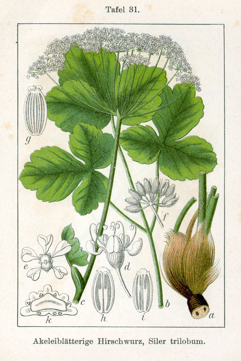 Siler trilobum