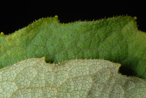 Silphium asteriscus var. trifoliatum — photo