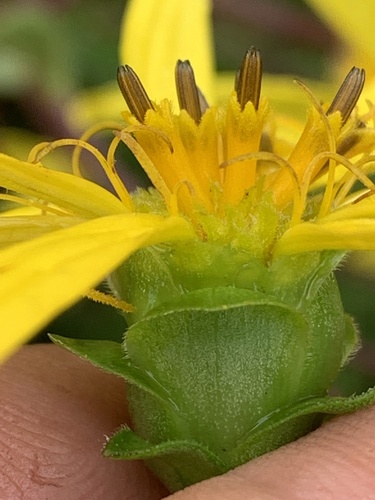 Silphium asteriscus var. trifoliatum — photo