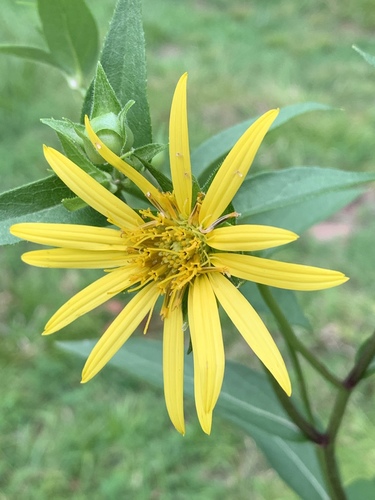 Silphium asteriscus var. trifoliatum