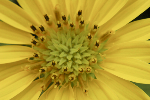 Silphium integrifolium var. laeve (Compass plant) — photo