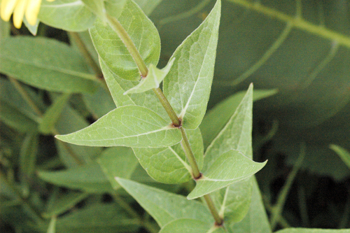 Silphium integrifolium var. laeve (Compass plant) — photo