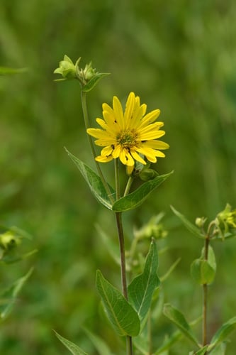 Silphium integrifolium var. laeve