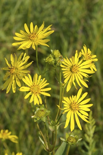 Silphium perfoliatum — photo