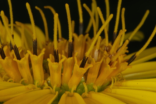 Silphium perfoliatum — photo