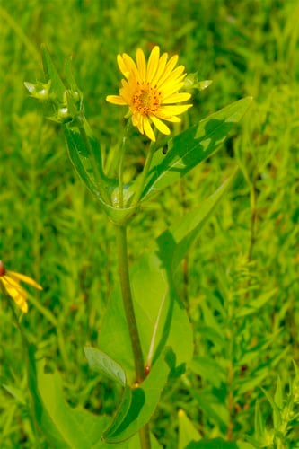 Silphium perfoliatum