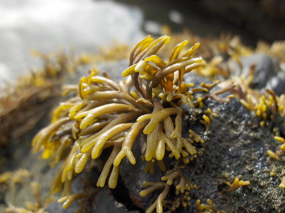 Silvetia siliquosa