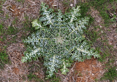 Silybum eburneum (Elephant thistle) — photo