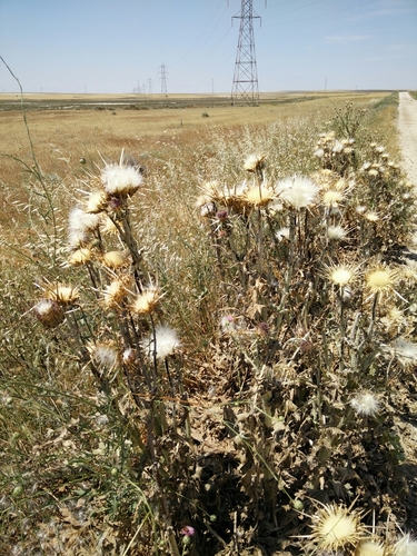 Silybum eburneum (Elephant thistle) — photo