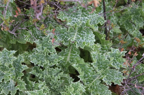 Silybum marianum (Milk thistle) — photo