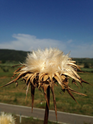 Silybum marianum (Milk thistle) — photo
