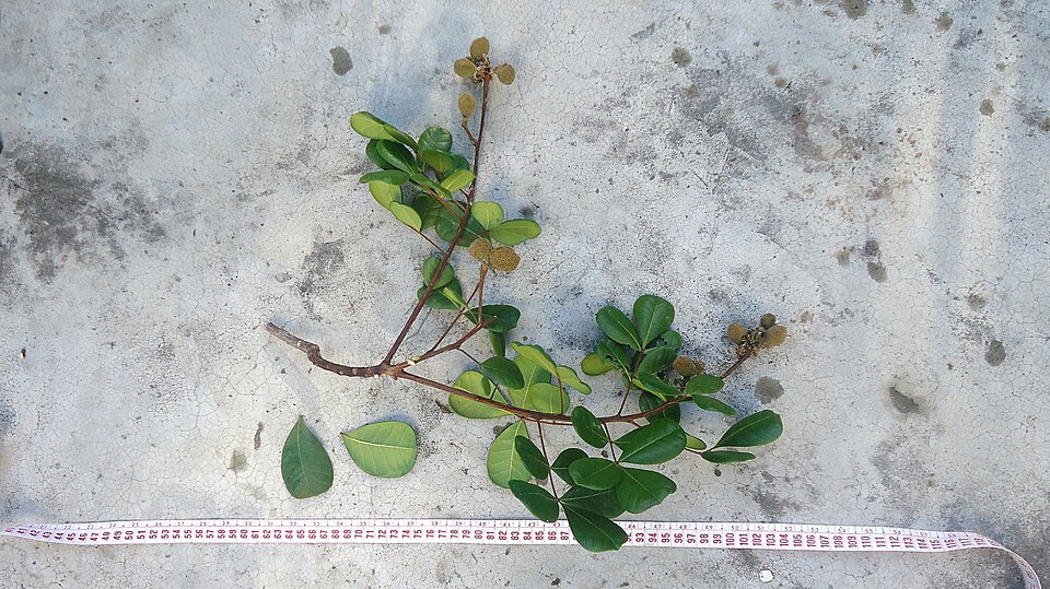 Simaba floribunda — photo