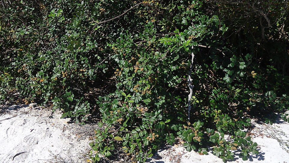 Simaba floribunda