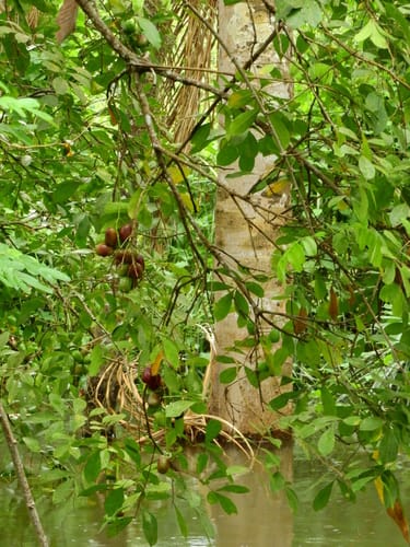 Simaba guianensis — photo