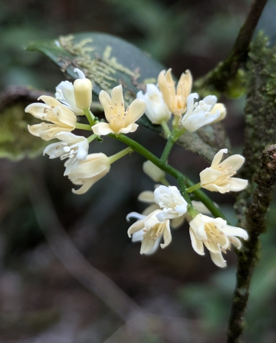 Simaba guianensis