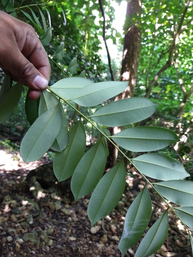 Simarouba amara (Paradise tree) — photo