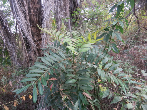 Simarouba amara (Paradise tree) — photo