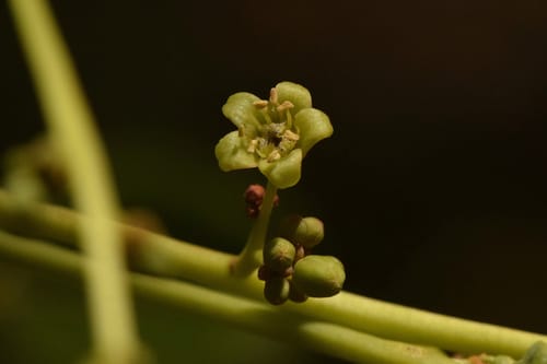 Simarouba versicolor — photo
