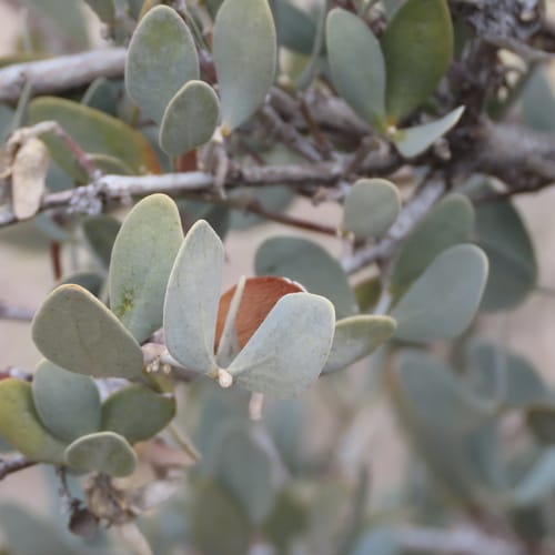 Simmondsia chinensis (Jojoba) — photo