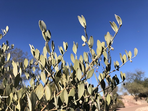Simmondsiaceae