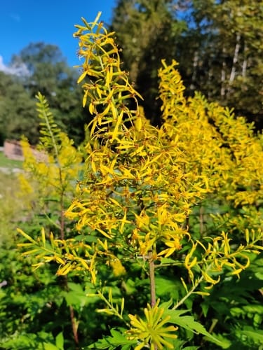Sinacalia tangutica — photo