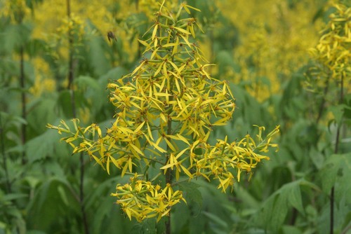 Sinacalia tangutica