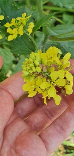 Sinapis alba (White mustard) — photo