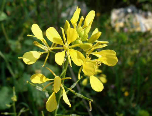 Sinapis alba