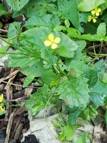 Sinapis arvensis (Charlock) — photo