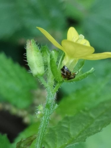 Sinapis arvensis (Charlock) — photo