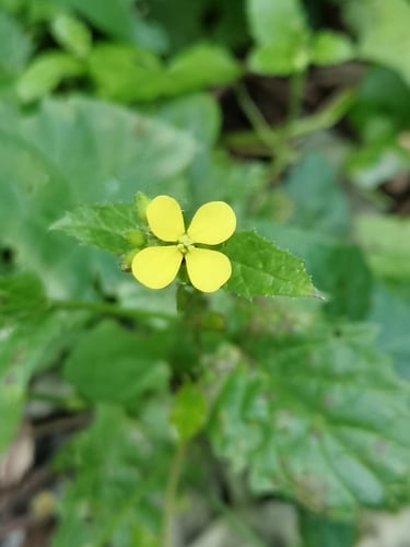 Sinapis arvensis