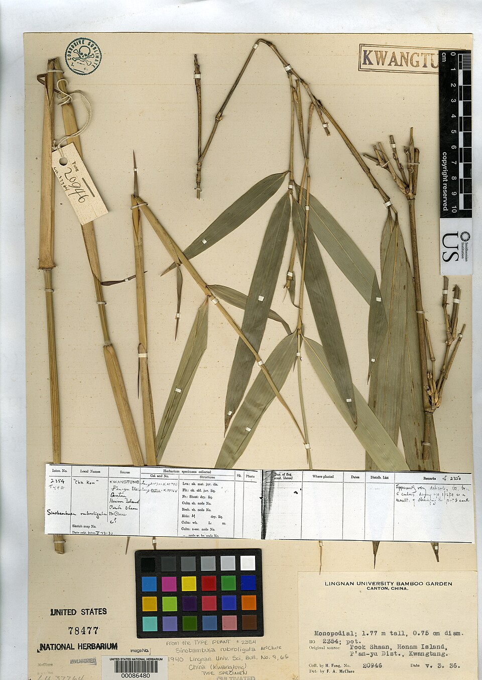 Sinobambusa rubroligula — photo