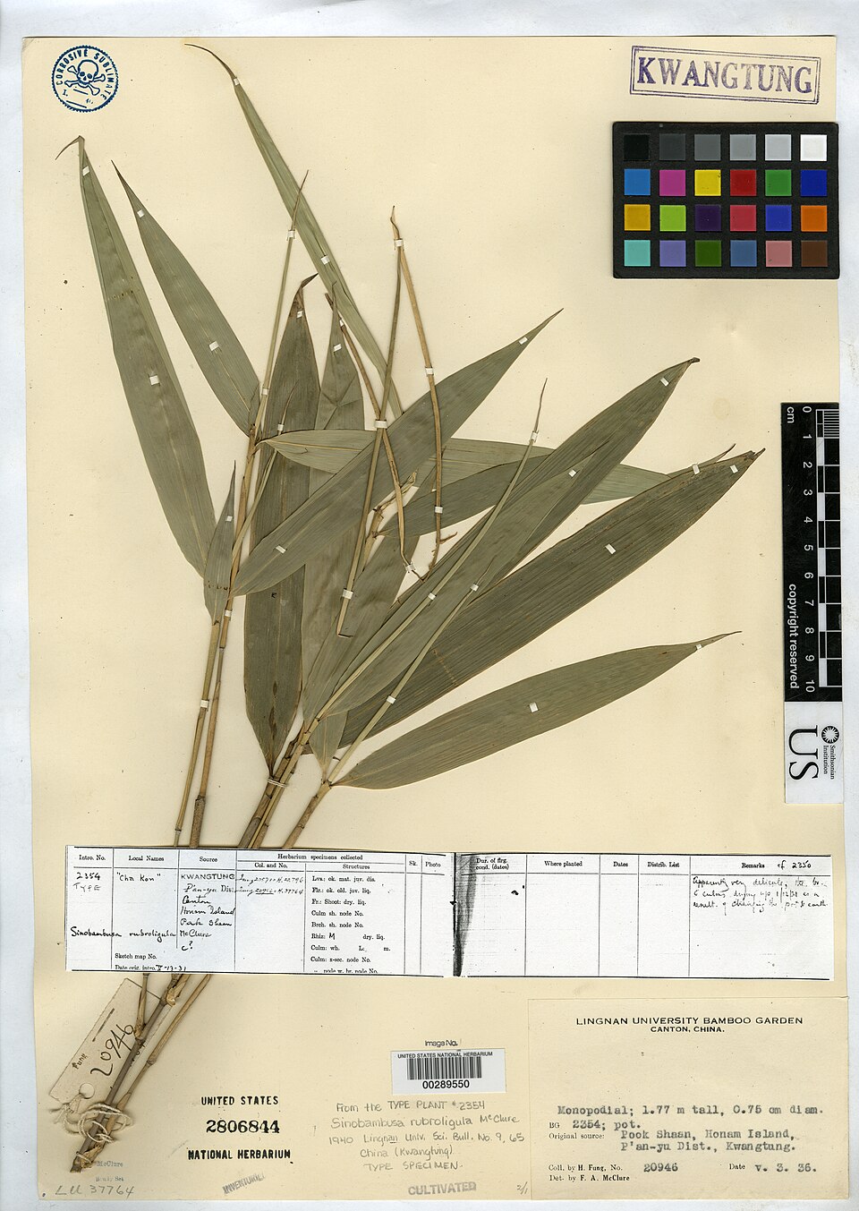 Sinobambusa rubroligula
