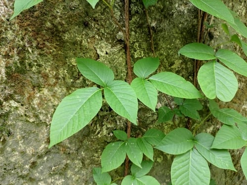 Sinofranchetia chinensis