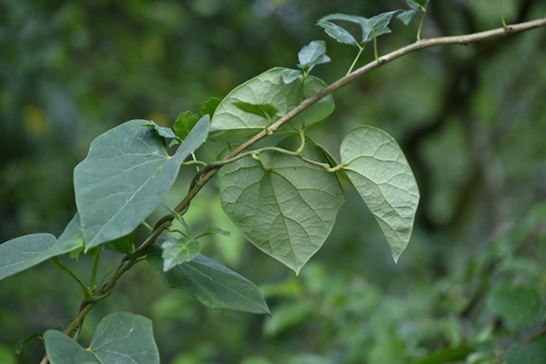 Sinomenium acutum (Snailseed) — photo