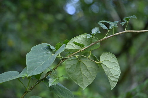 Sinomenium acutum (Snailseed) — photo