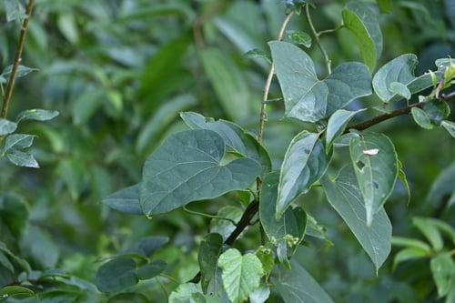 Sinomenium acutum