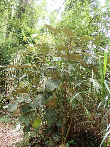 Sinopanax formosanus — photo
