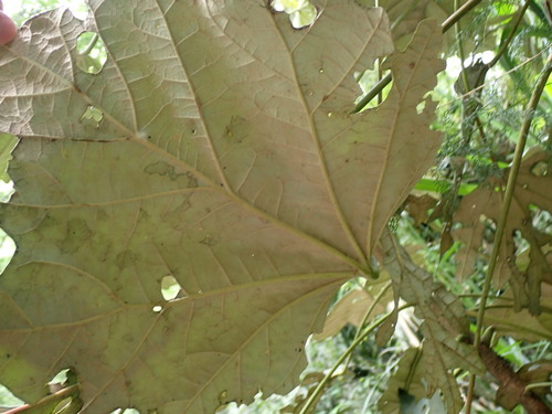 Sinopanax formosanus — photo