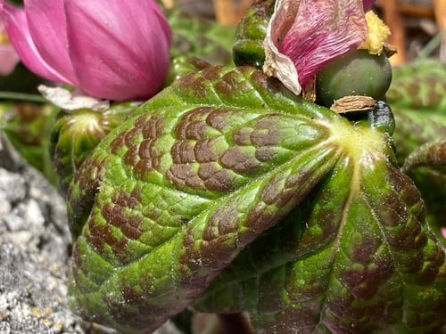 Sinopodophyllum hexandrum (Himalayan May apple) — photo
