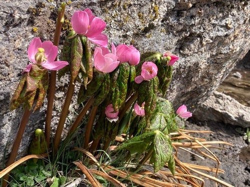 Sinopodophyllum hexandrum (Himalayan May apple) — photo