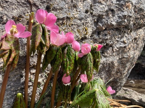 Sinopodophyllum hexandrum
