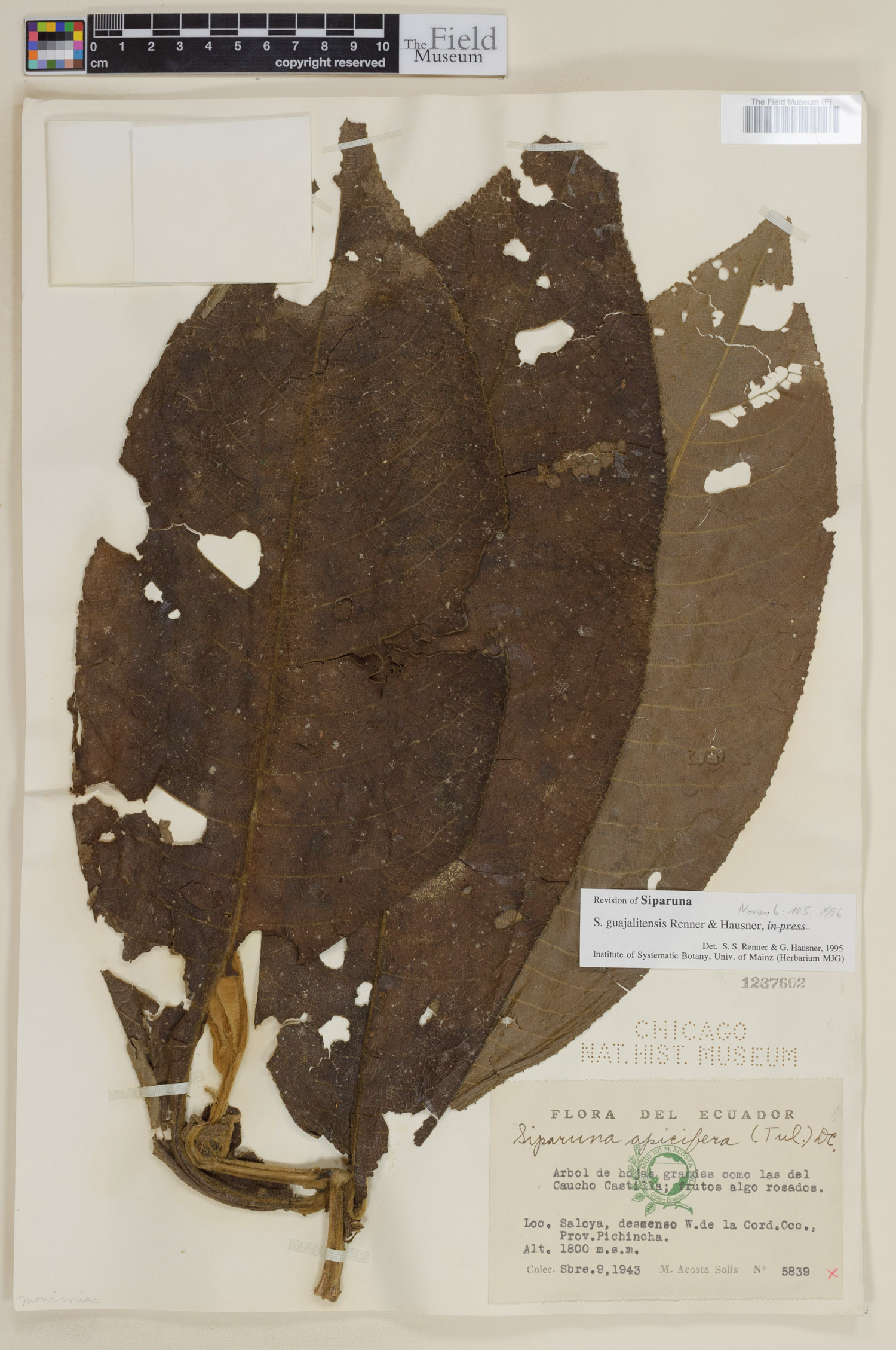 Siparuna guajalitensis (Guajalito bogwood) — photo