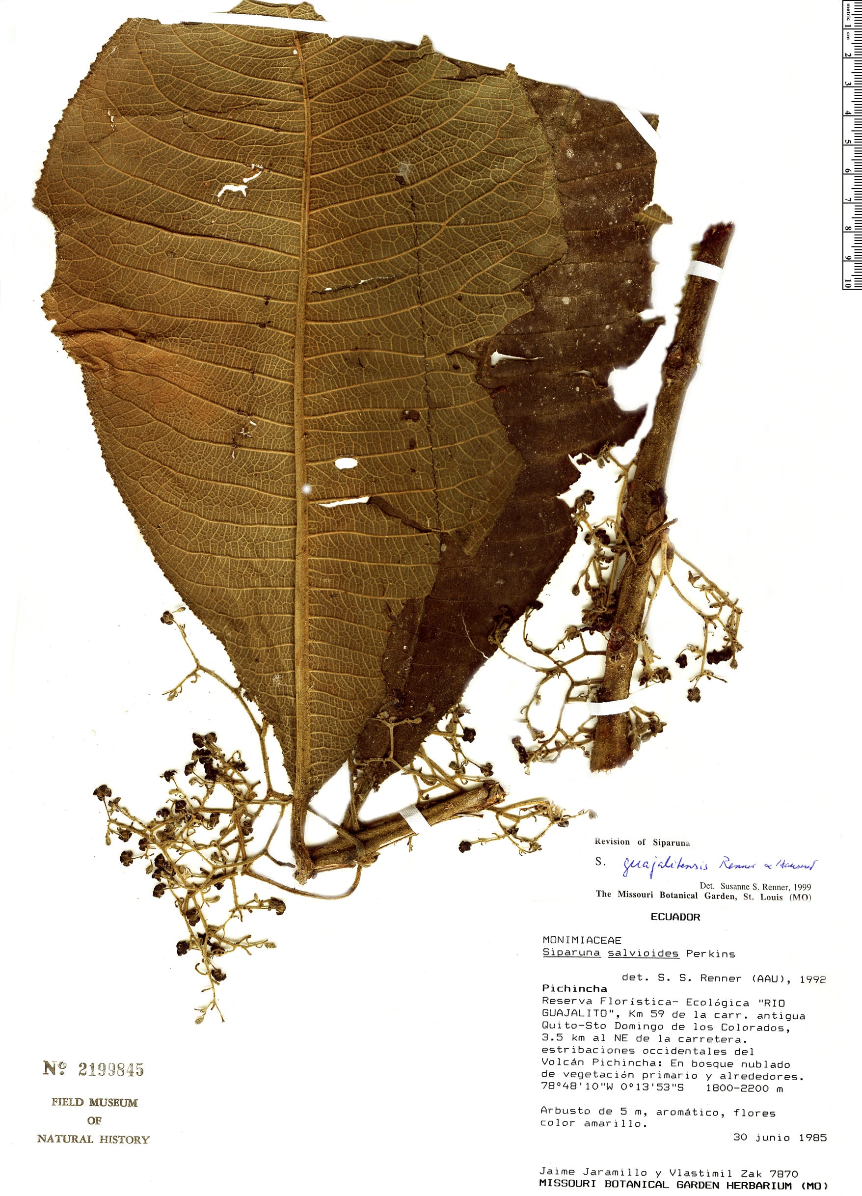 Siparuna guajalitensis (Guajalito bogwood) — photo