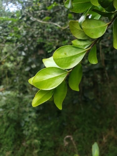 Siphoneugena densiflora (Hoja menuda) — photo