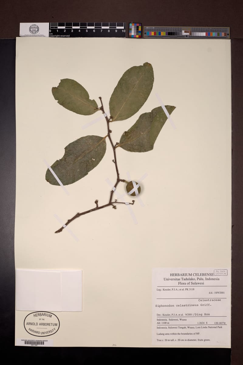 Siphonodon celastrineus (Ivory wood tree) — photo